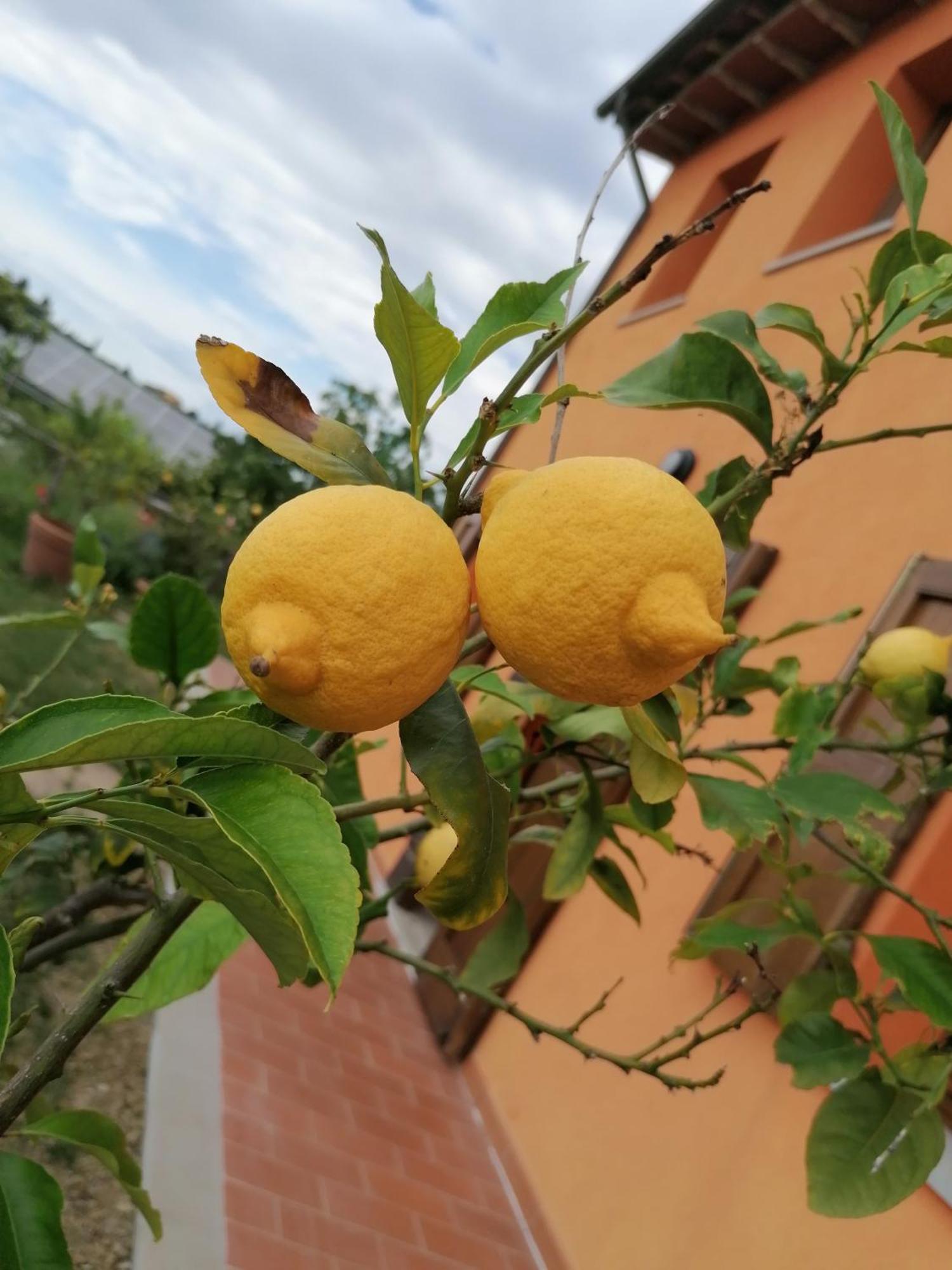Agriturismo Borgo Stella Montespertoli Exteriér fotografie