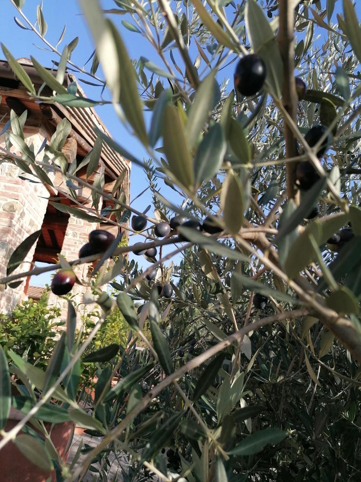 Agriturismo Borgo Stella Montespertoli Exteriér fotografie